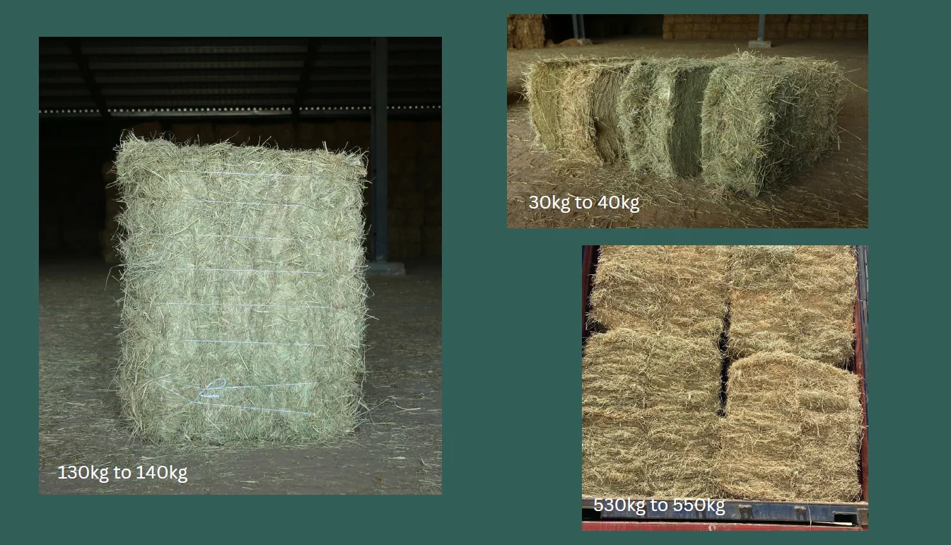 rhodes-grass-2.webp